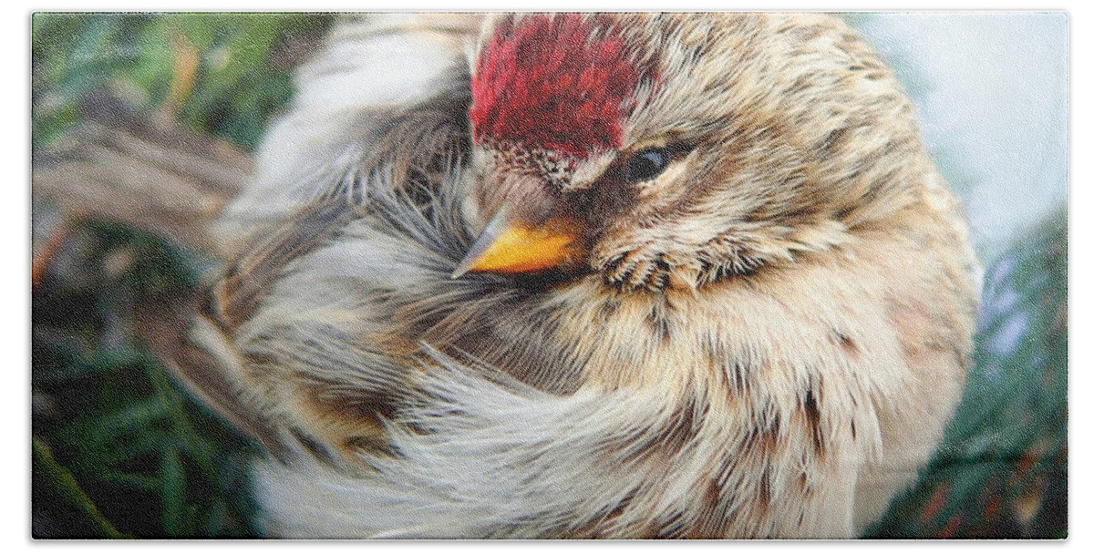 Bird Bath Towel featuring the photograph Ball of Feathers by Christina Rollo