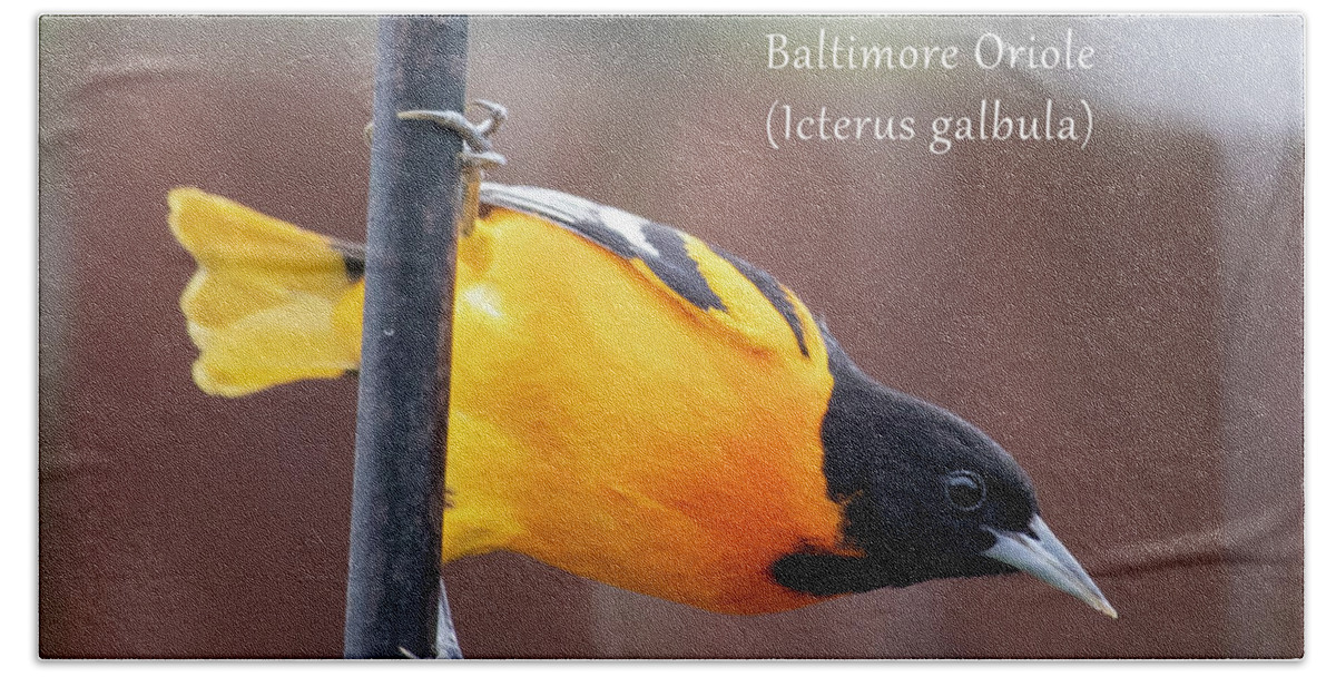 Bird Bath Towel featuring the photograph Baltimore Oriole - male by Mark Berman