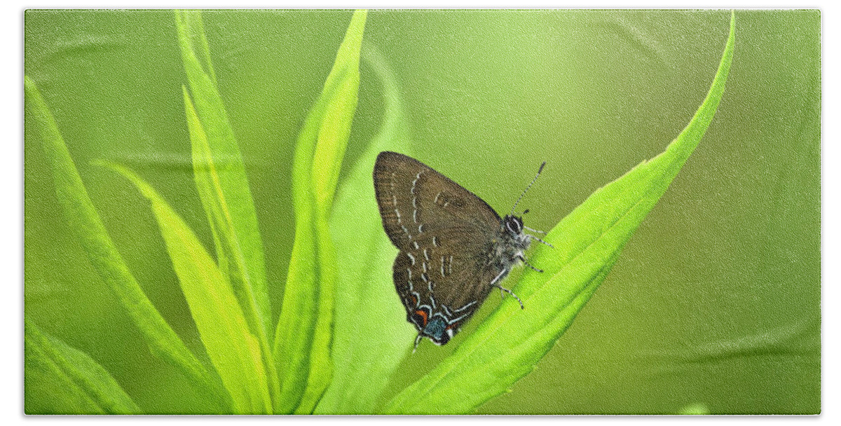 Butterfly Bath Towel featuring the photograph Banded Hairstreak Butterfly Resting On Green Leaf by Christina Rollo