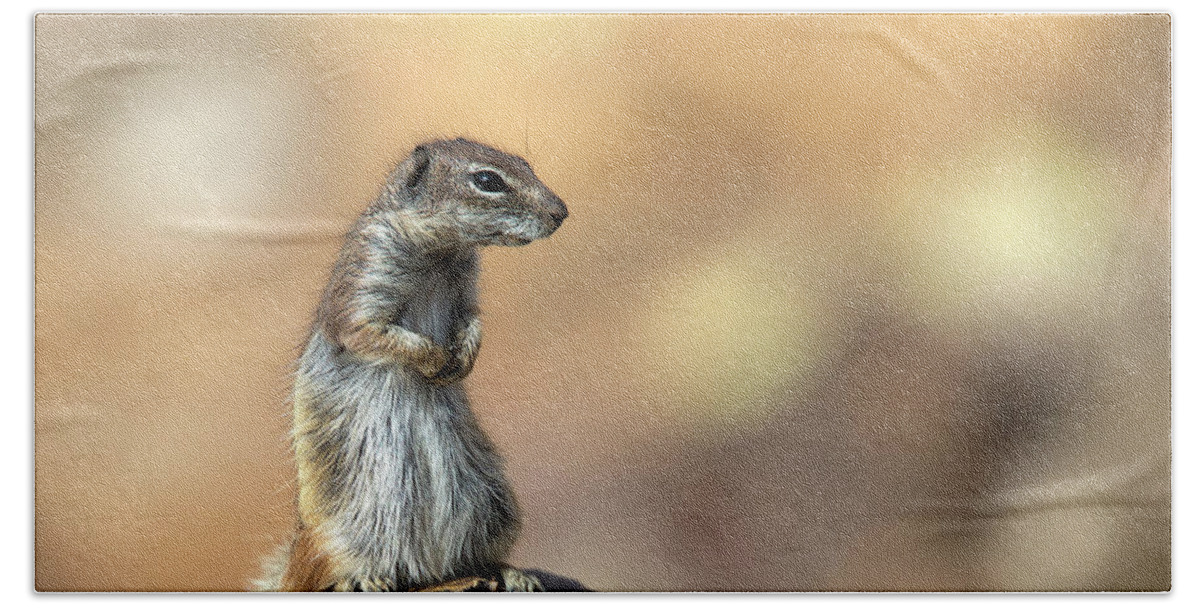 Barbary Ground Squirrel Bath Towel featuring the photograph Barbary Ground Squirrel, Atlantoxerus getulus, Canary Islands, Spain by Tony Mills