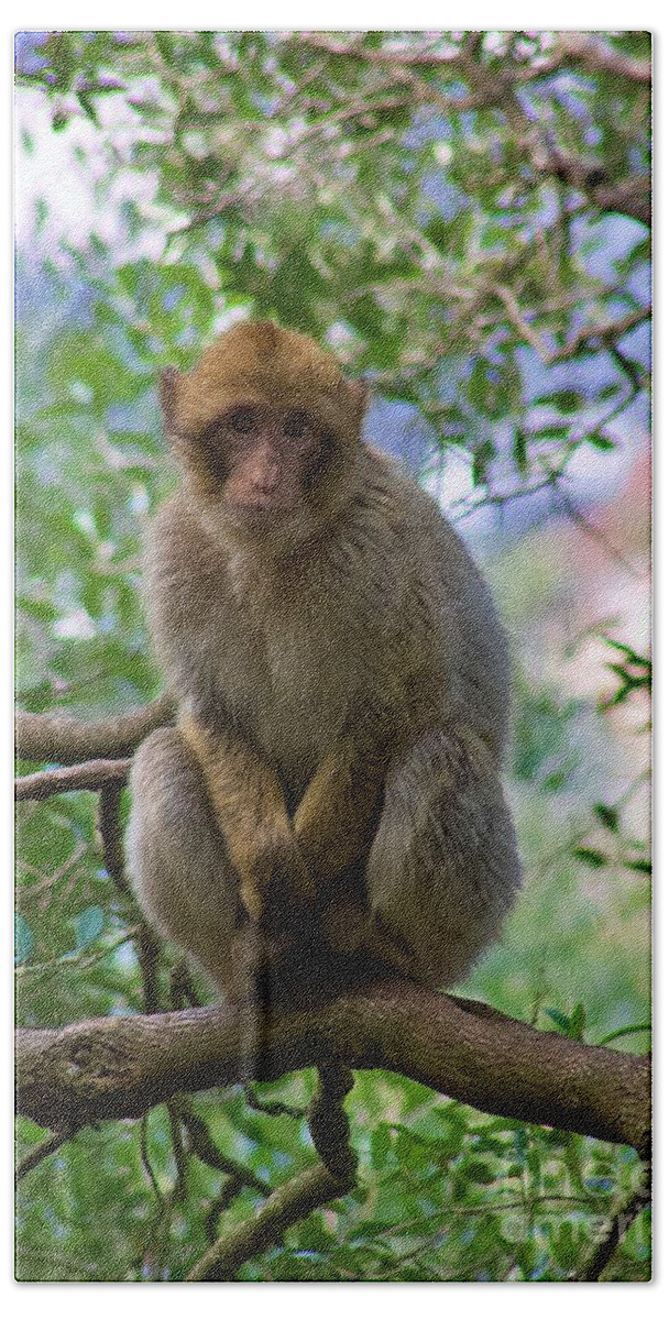 Monkey Hand Towel featuring the photograph Barbary macaque by Yvonne M Smith