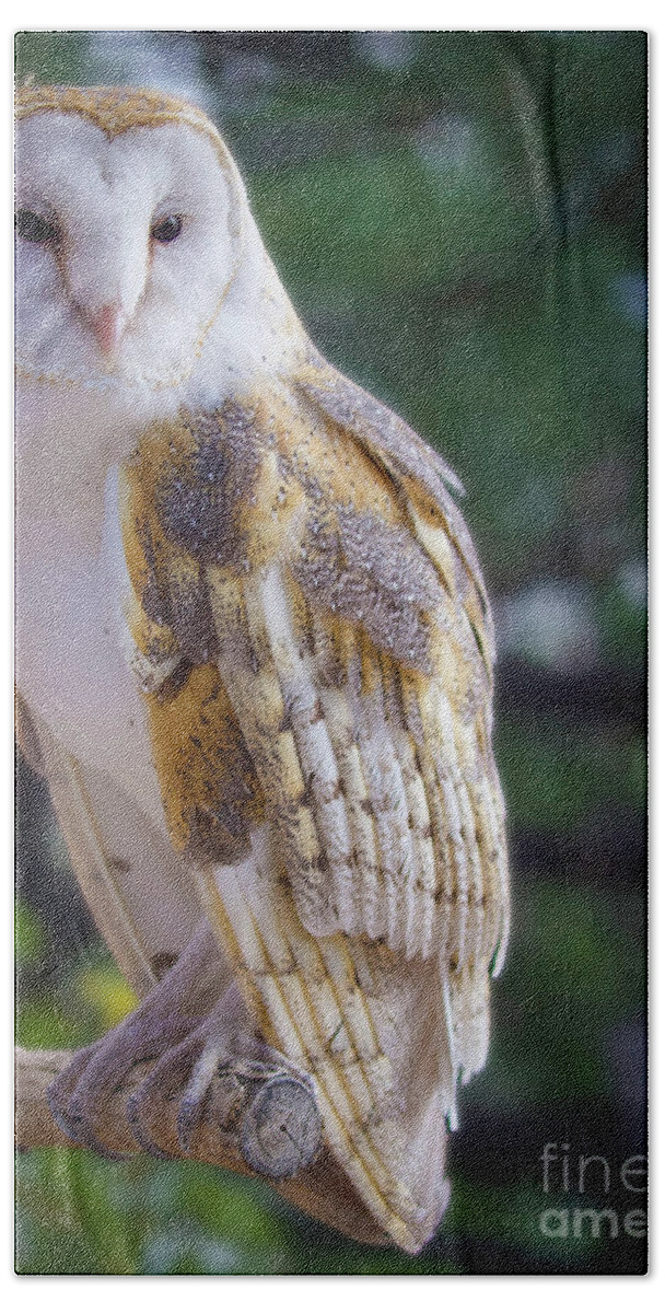 Barn Owl Bath Towel featuring the photograph Barn Owl Portrait by Shirley Dutchkowski