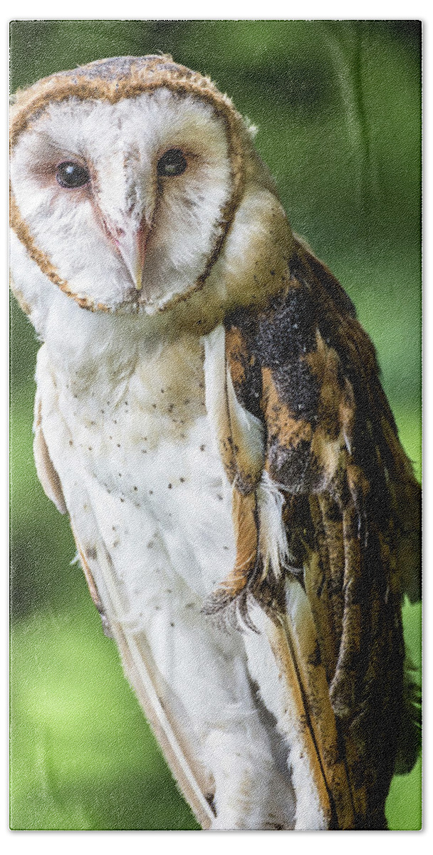 Raptors Owl Barn Owl Hand Towel featuring the photograph Barn owl by Robert Miller