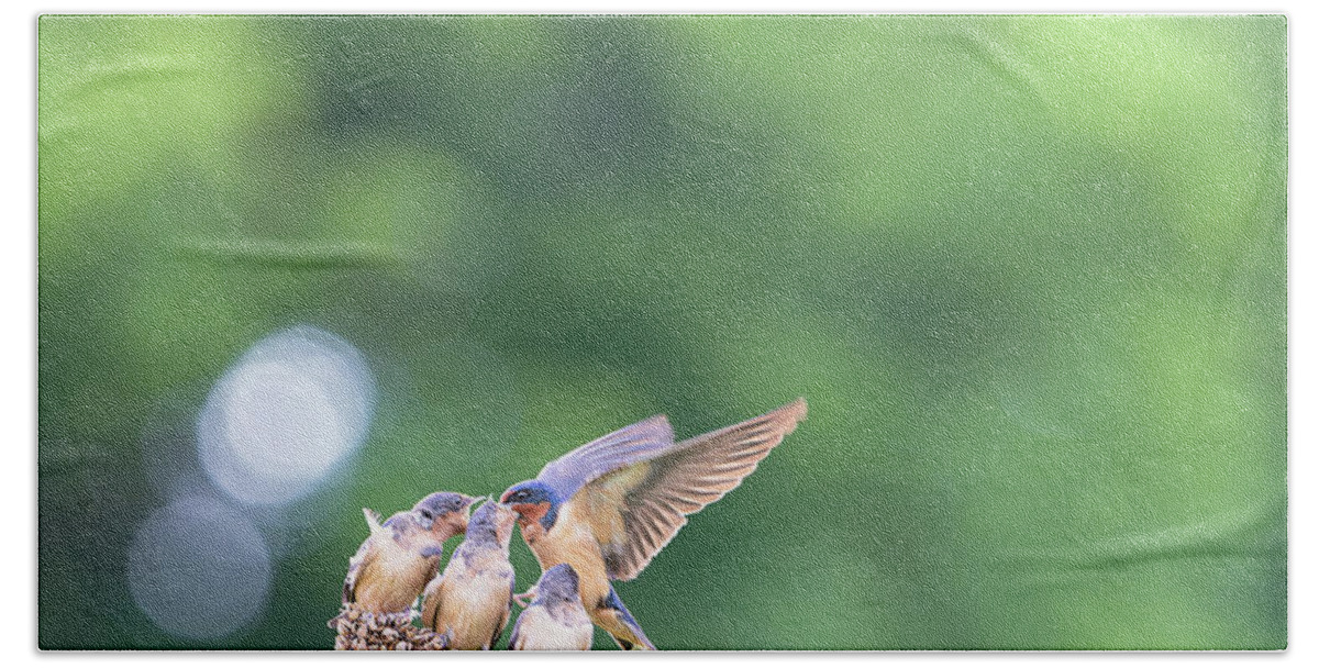 Barn Swallows Hand Towel featuring the photograph Barn Swallow Feeding Chicks by Rehna George