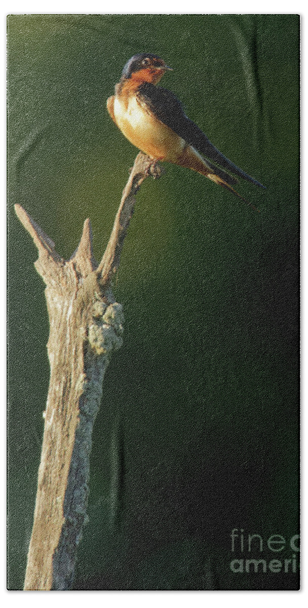 Swallow Bath Towel featuring the photograph Barn Swallow in Dusk Sunlight by Natural Focal Point Photography