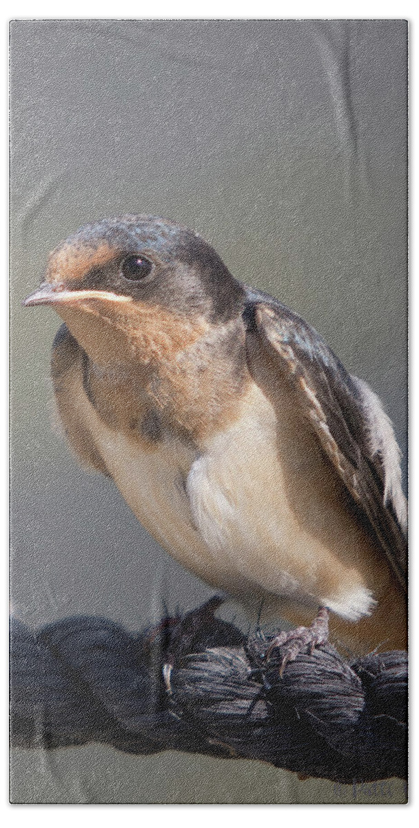 Barn Swallow Bath Towel featuring the photograph Barn Swallow on Rope I by Patti Deters