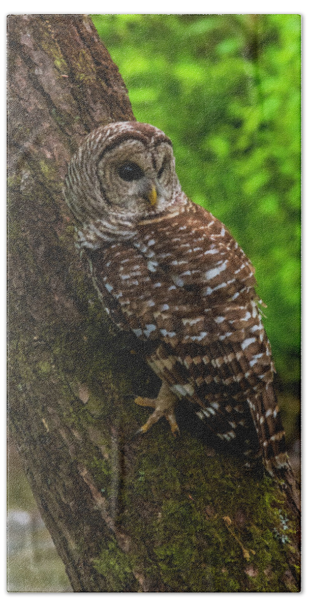Great Smoky Mountains National Park Hand Towel featuring the photograph Barred Owl 2 by Melissa Southern