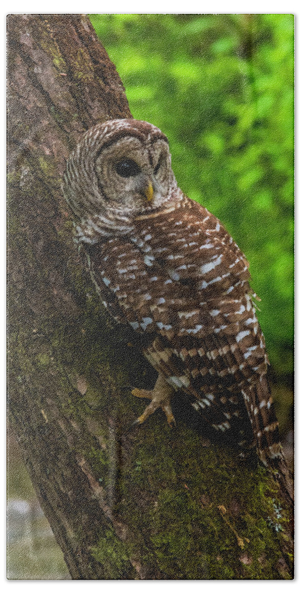 Great Smoky Mountains National Park Bath Towel featuring the photograph Barred Owl 2 by Melissa Southern