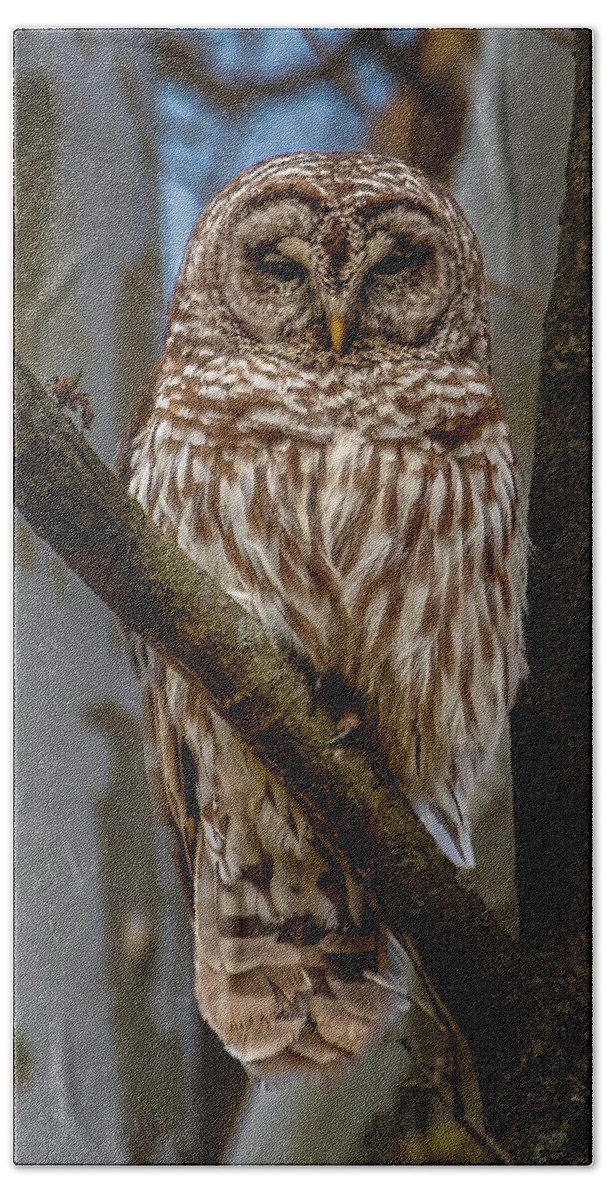 Animal Hand Towel featuring the photograph Barred Owl by Brian Shoemaker