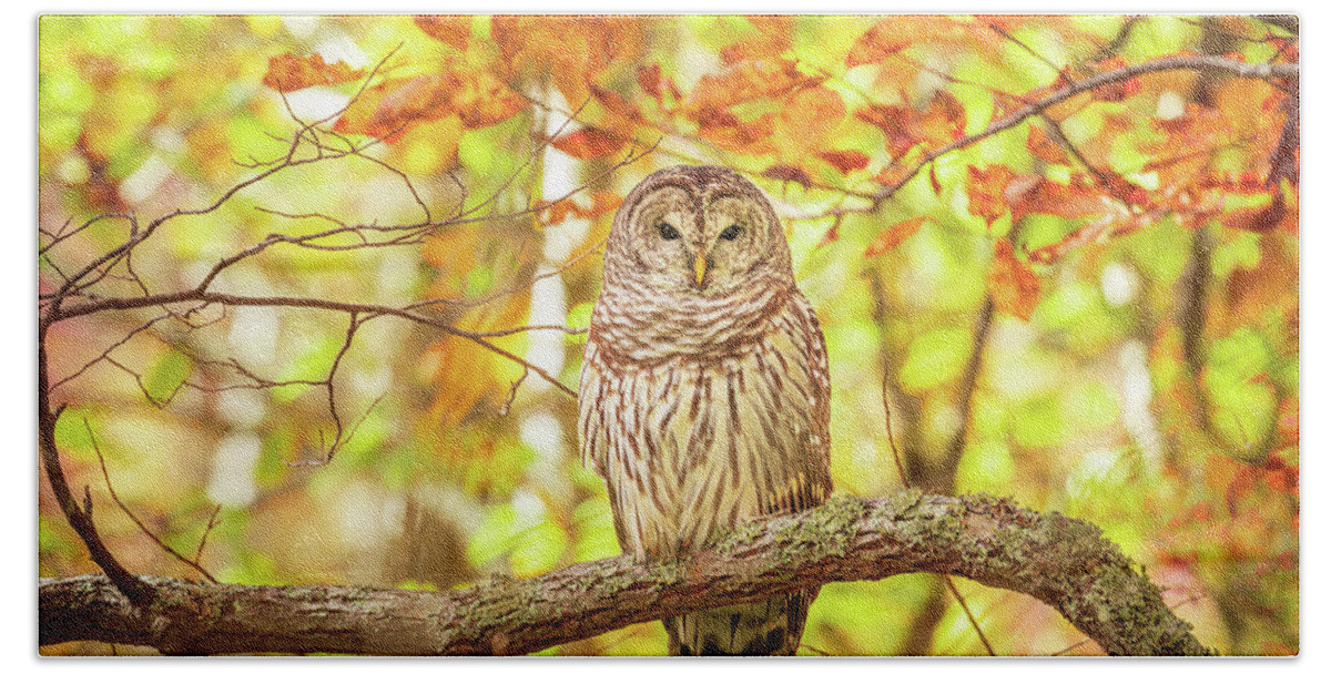 Barred Owl Bath Towel featuring the photograph Barred Owl In Autumn Natchez Trace MS by Jordan Hill