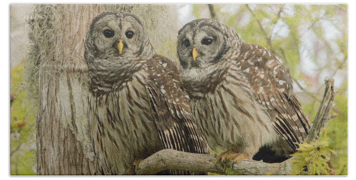 Ron Bielefeld Hand Towel featuring the photograph Barred Owl Pair by Ron Bielefeld