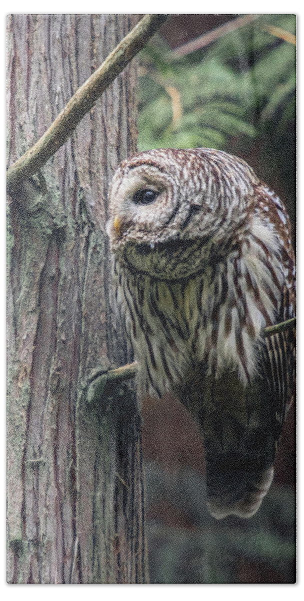Barred Owl Bath Towel featuring the photograph Barred Owl Profile by Michael Rauwolf