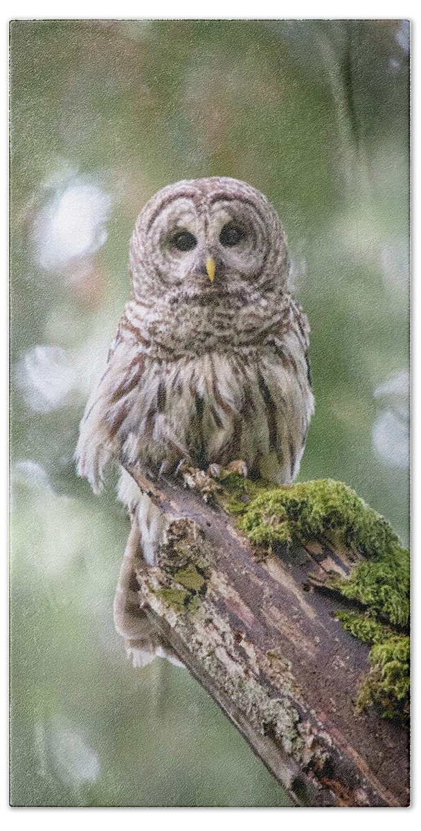 Barred Owl Hand Towel featuring the photograph Barred Owl Stare by Michael Rauwolf