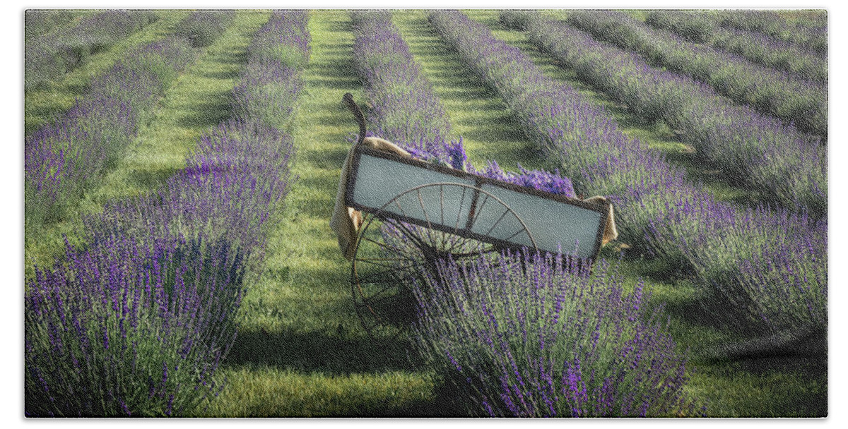 Lavender Bath Towel featuring the photograph Barrel of Lavender by Sylvia Goldkranz