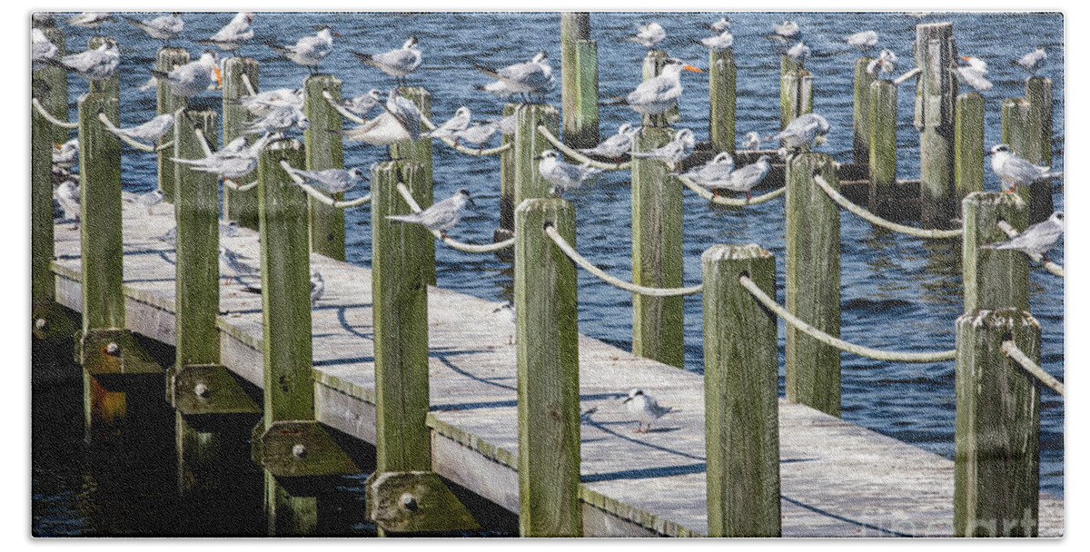 North Carolina Bath Towel featuring the photograph Beach Birds by Erin Marie Davis