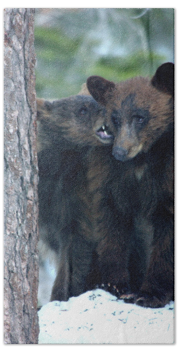 Black Bears Bath Towel featuring the photograph Bear Love Bites by Bonnie Colgan