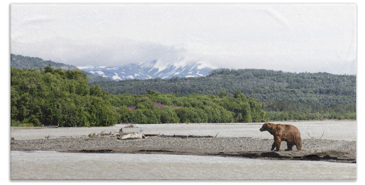 Alaska Bath Towel featuring the photograph Bear on Sandbar by Cheryl Strahl
