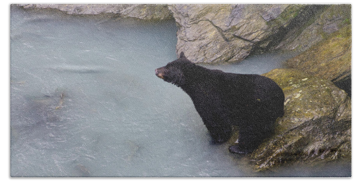 Bear Bath Towel featuring the photograph Bearly Fishing II by Steph Gabler