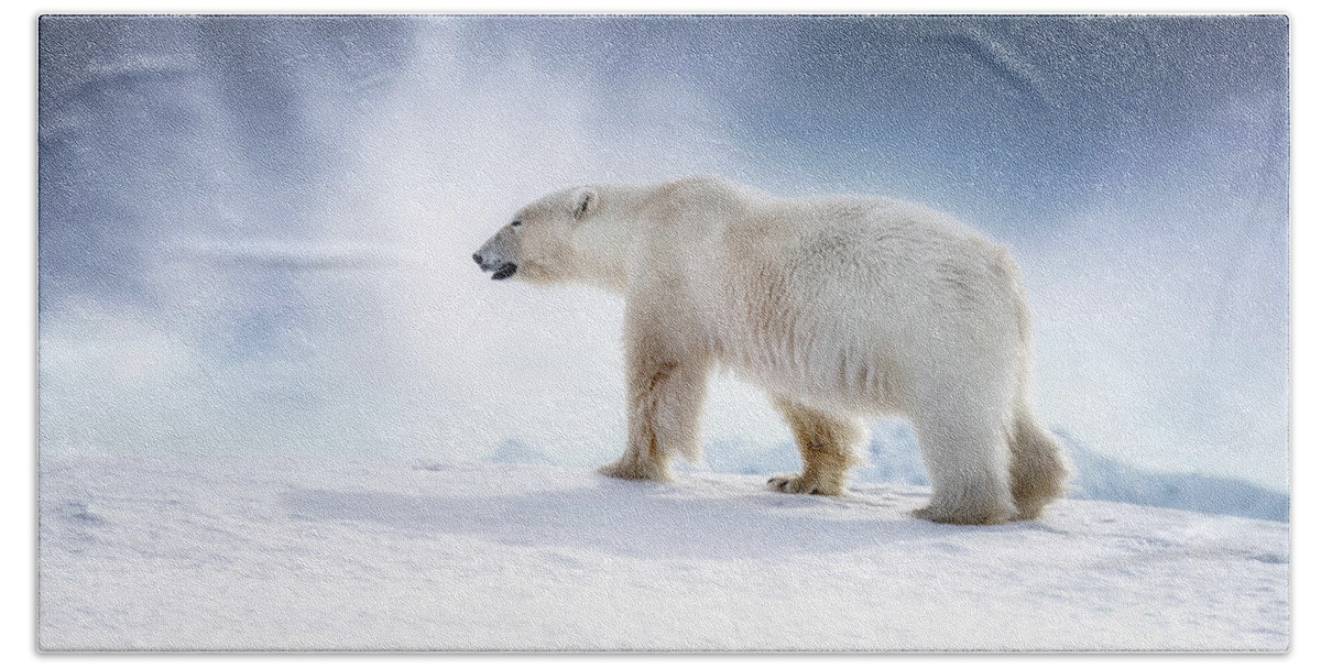 Wildlife Bath Towel featuring the photograph Beautiful adult male polar bear, ursus maritimus, walking across the snow of Svalbard by Jane Rix