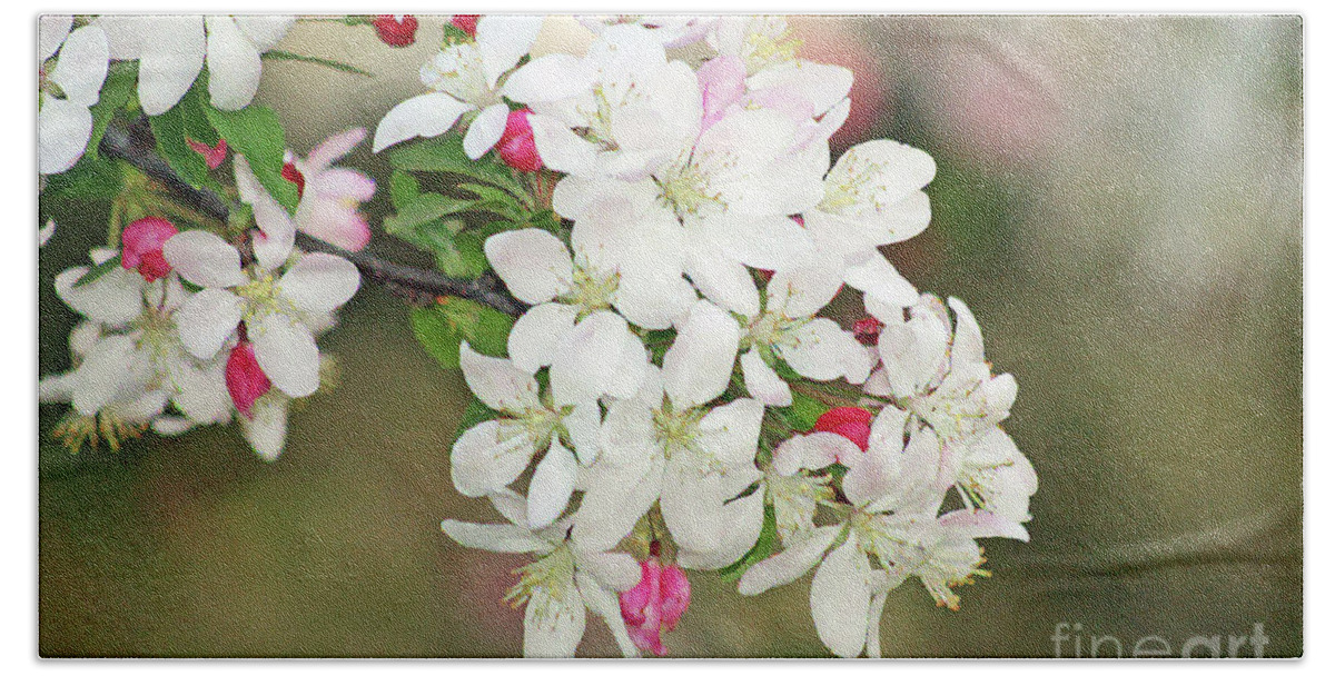 Apple Blossoms; Tree Blossoms; Flowers; Fruit Tree; Spring; Watercolor; Bokeh; Floral; Romantic; Peaceful; Dreamy; Close-up; Macro; Horizontal Hand Towel featuring the digital art Beautiful Apple Blossoms by Tina Uihlein