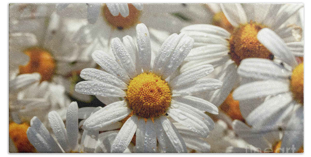 Daisies Bath Towel featuring the photograph Beautiful large wild daisies with water drops by Simon Bratt