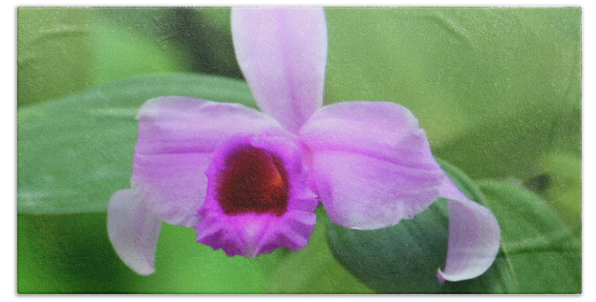 Dendrobium Superbum (anosmum) Bath Towel featuring the photograph Beautiful Orchid in the Wild by Roberta Byram