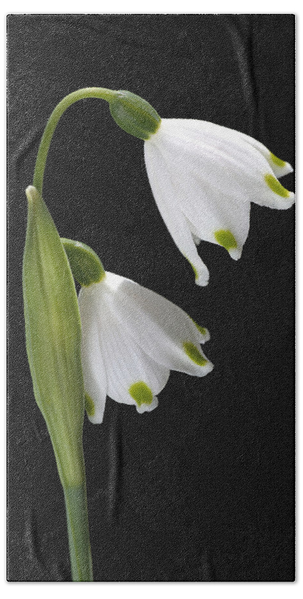Snowdrop Flower Bath Towel featuring the photograph Beautiful Snowdrops Spring Flowers Delight by Joy Watson