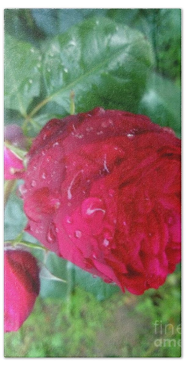 Raindrops Bath Towel featuring the photograph Beauty Of Red Rose II by Leonida Arte