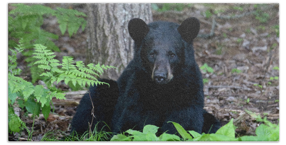 Black Bear; Wildlife; Nature; Wisconsin; Bath Towel featuring the photograph Bedded Black Bear 3 by Brook Burling