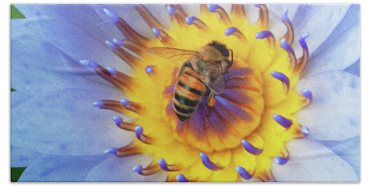 Floral Bath Towel featuring the photograph Bee and the lotus. by Usha Peddamatham