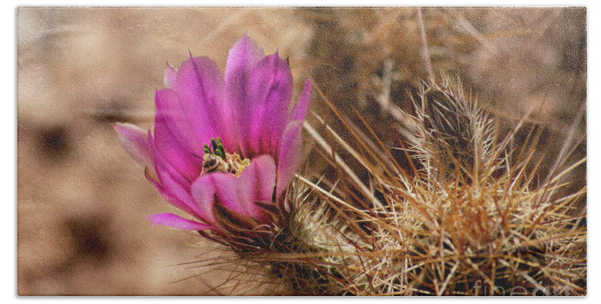 Cactus Flower Hand Towel featuring the photograph Bee in Pink Cactus Flowers by Elisabeth Lucas
