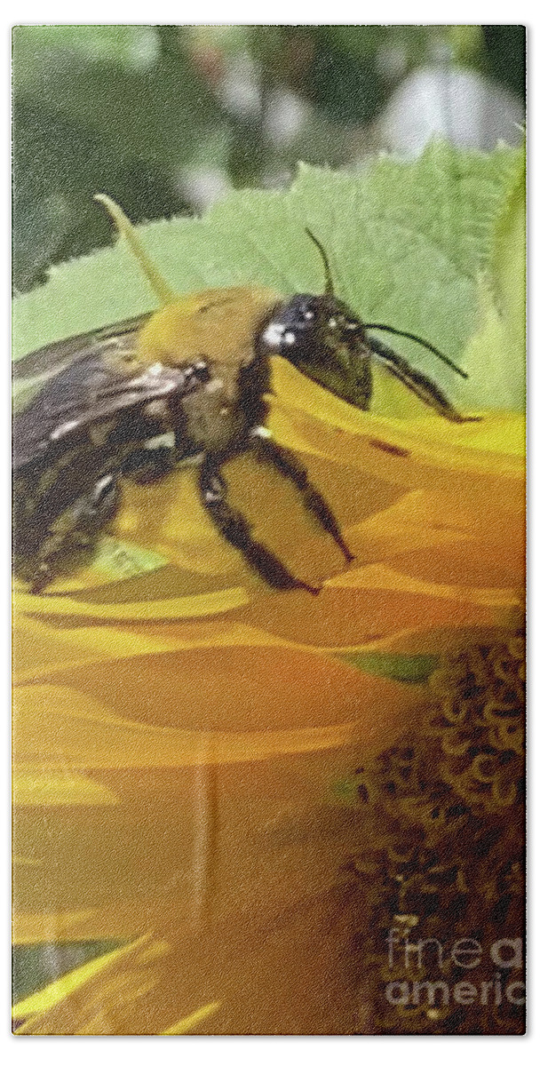 Bee Bath Towel featuring the photograph BEE on Sunflower in Clayton North Carolina by Catherine Ludwig Donleycott