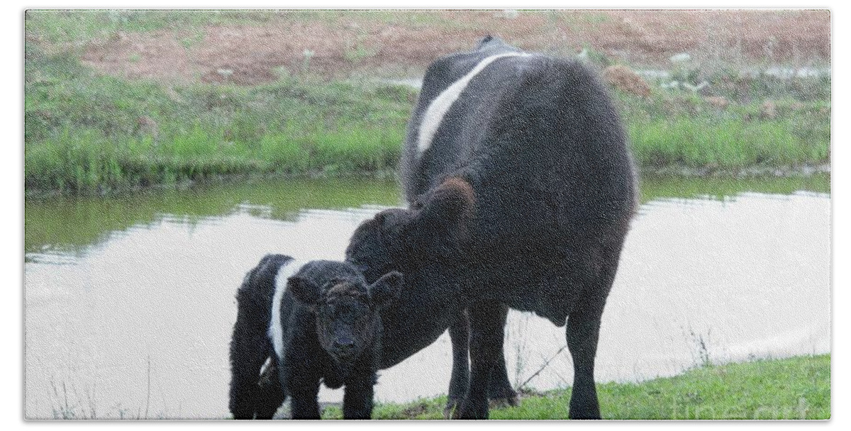 Belted Bath Towel featuring the photograph Belted Galloway Calf and Cow by D Hackett