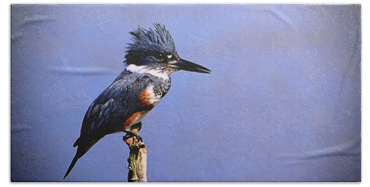 Birds Bath Towel featuring the photograph Belted Kingfisher by Mary Walchuck