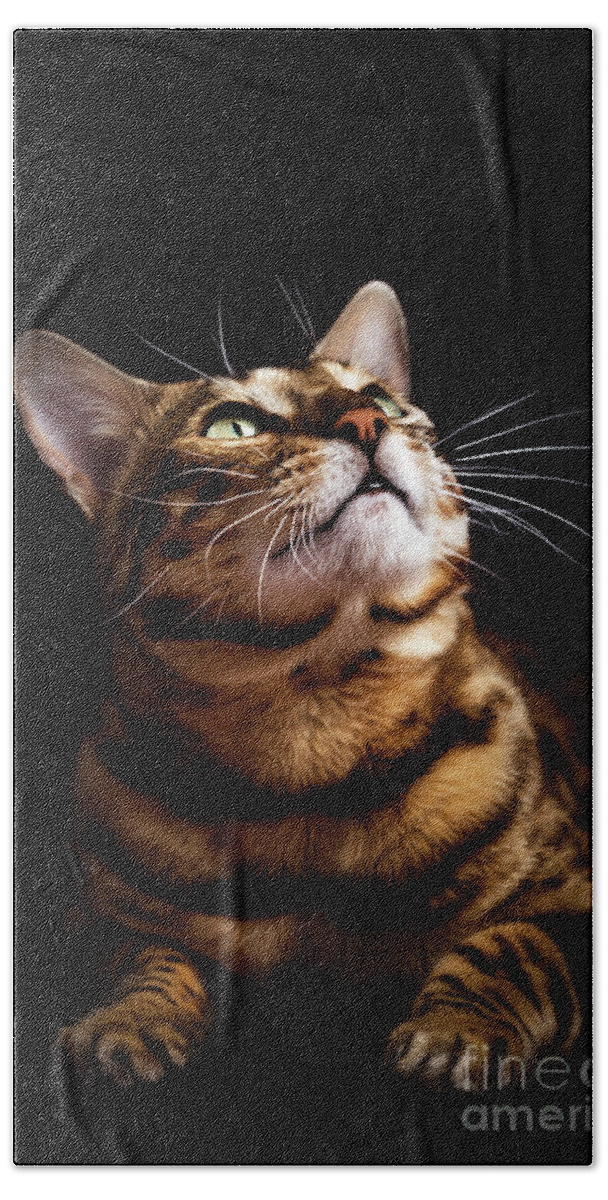 Cat Bath Towel featuring the photograph Bengal cat portrait on black background. by Michal Bednarek