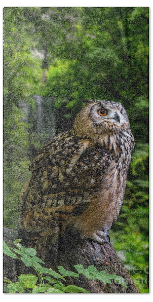 Indian Eagle-owl Bath Towel featuring the photograph Bengal Eagle Owl by Arterra Picture Library