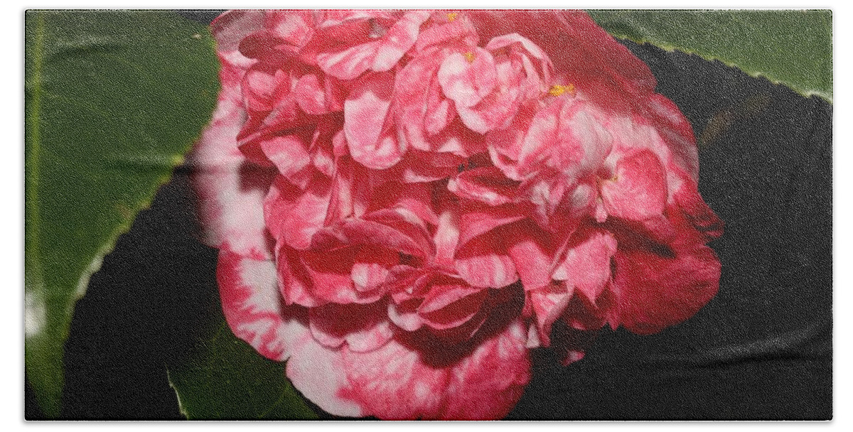 Camellia Bath Towel featuring the photograph Bi-Color Camellia VIII by Mingming Jiang