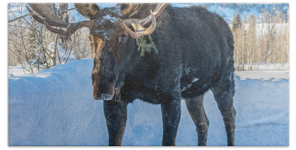 Bull Moose Hand Towel featuring the photograph Big Bull On Ice by Yeates Photography