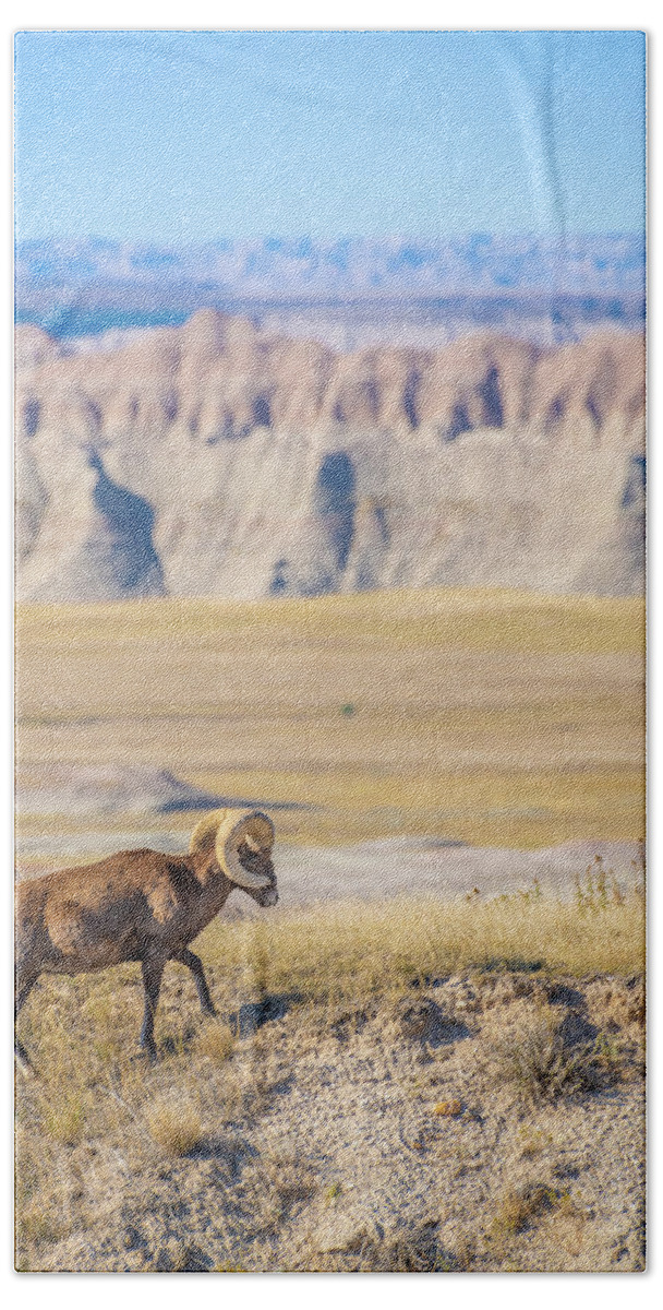 America Bath Towel featuring the photograph Big Horn Posing in the Badlands by Erin K Images