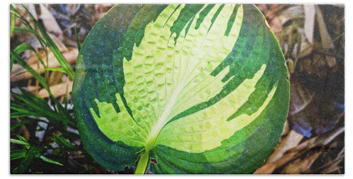 Blooming Bath Towel featuring the photograph Big Leaf by David Desautel