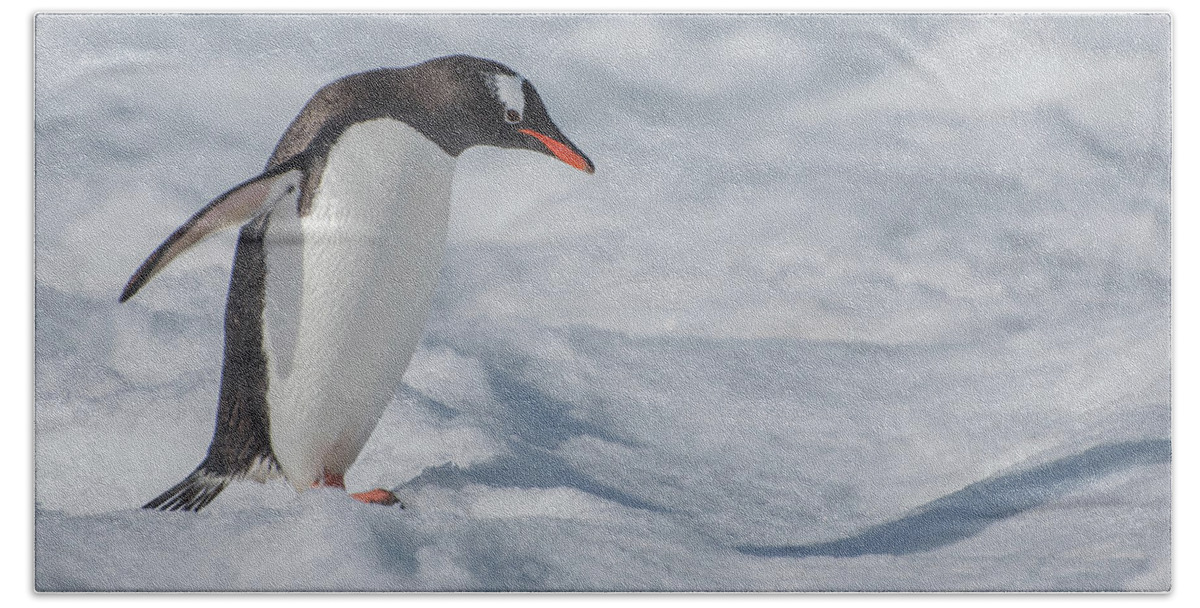 Penguin Hand Towel featuring the photograph Big Step by Linda Villers
