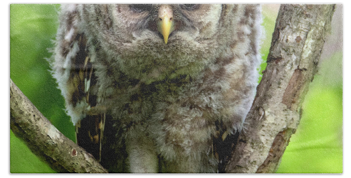 Owl Bath Towel featuring the photograph Binocular Vision by Art Cole