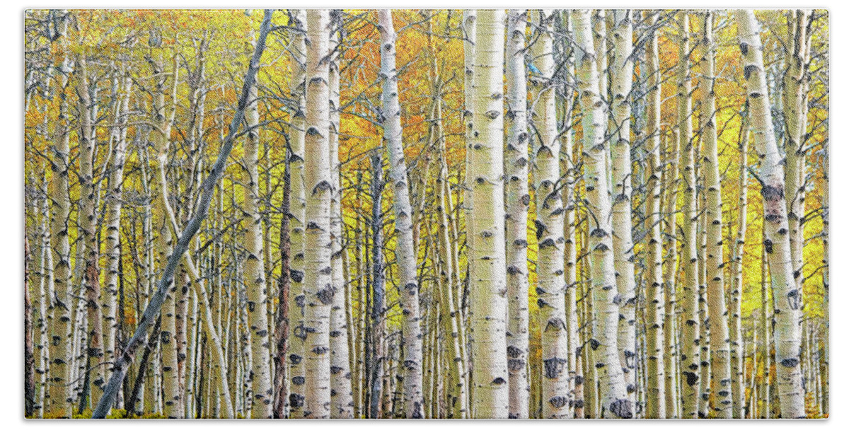 Nature Hand Towel featuring the photograph Birch Tree Grove in Autumn Yellow Color by Randall Nyhof