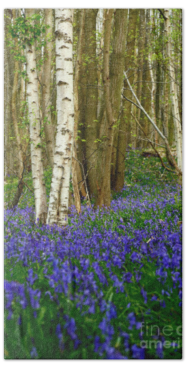 Bluebell Woods Bath Towel featuring the photograph Birch Tree Trunks and Bluebell Woods England by James Brunker