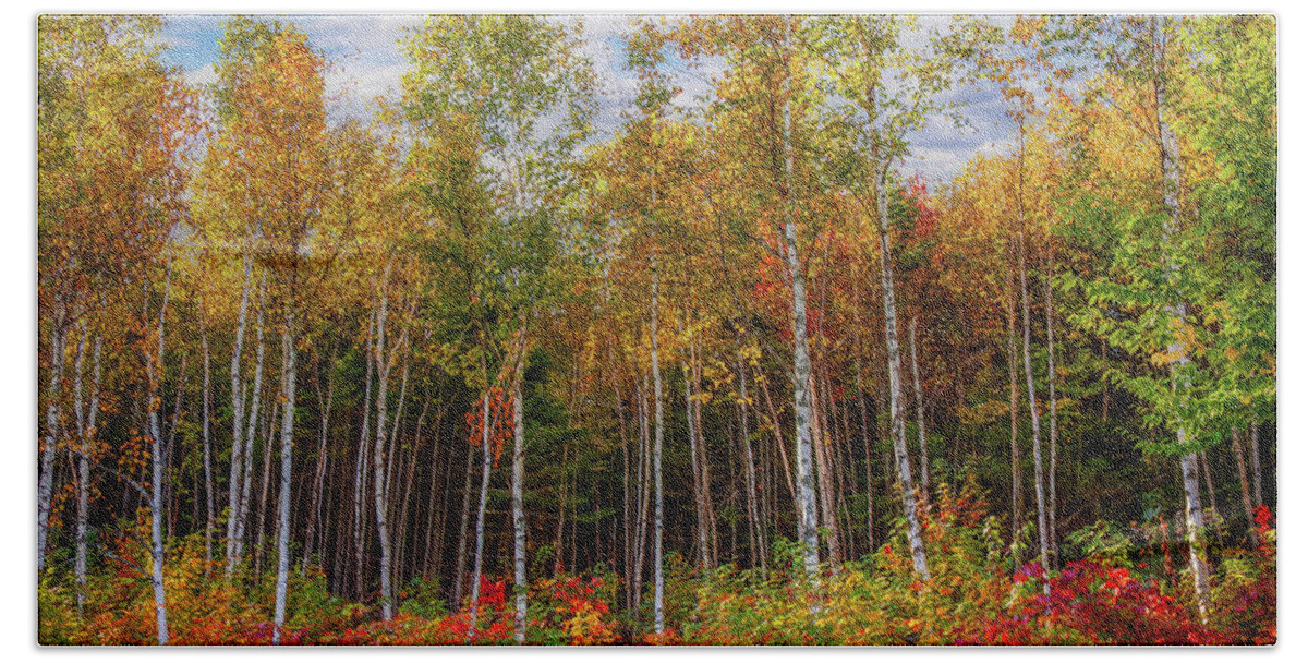 Maine Birch Trees Bath Towel featuring the photograph Birch trees turn to gold by Jeff Folger