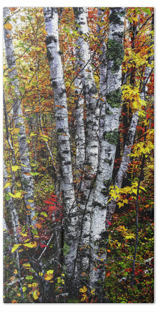 Birches And Autumn Color Decor Bath Towel featuring the photograph Birches and Autumn Color by Marty Saccone