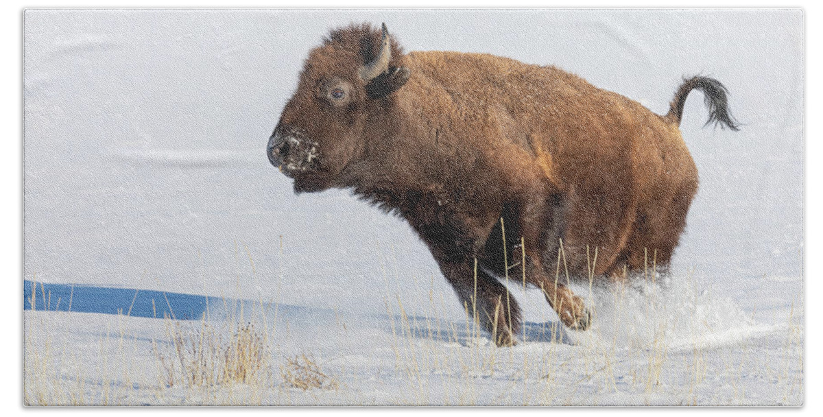Bison Bath Towel featuring the photograph Bison Cow on the Run in the Snow by Tony Hake