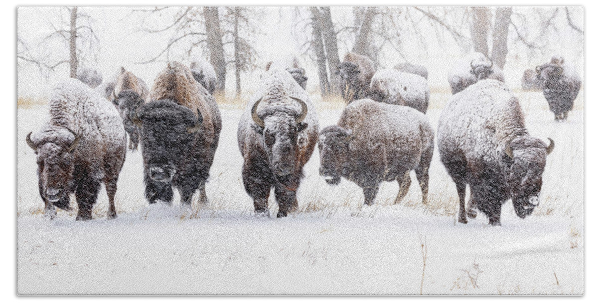 Bison Hand Towel featuring the photograph Bison Herd Moving Through a Snowstorm by Tony Hake
