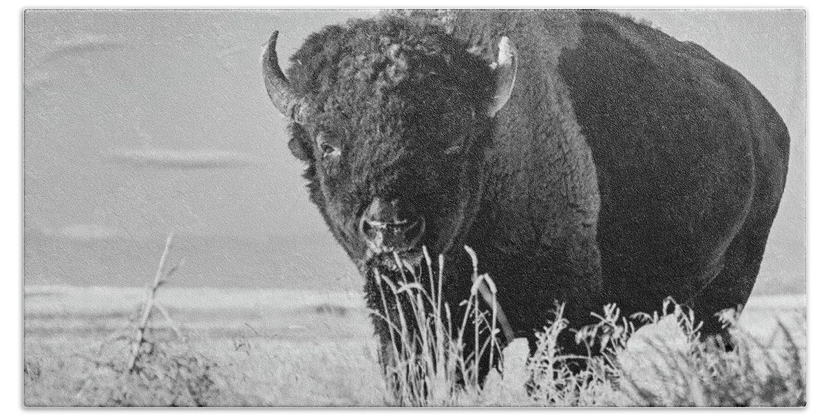 Bison Bath Towel featuring the photograph Bison in Black and White by Mindy Musick King