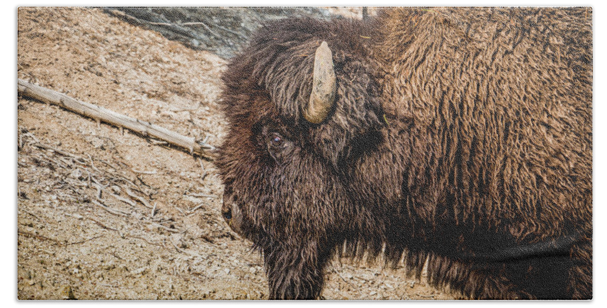 Yellowstone Bath Towel featuring the photograph Bison in yellowstone by Alberto Zanoni